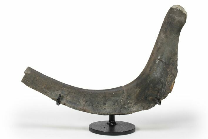 Hadrosaur (Hypacrosaur) Partial Rib with Metal Stand - Montana #227730